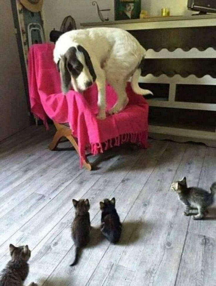 Смешные картинки, весь юмор которых поймут только собачники. Выпуск 1 Смешные картинки, весь юмор которых поймут только собачники. Выпуск 1 comedy pet photography,конкурс,evergreen,format-article,noindex,Развлечения