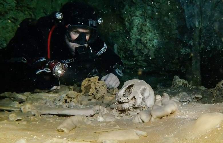 12000-Ð»ÐµÑÐ½Ð¸Ð¹ ÑÐµÑÐµÐ¿ Ñ Ð¼Ð¸ÐºÑÐ¾ÑÑÐµÐ¼Ð¾Ð¹ Ð¾Ð±Ð½Ð°ÑÑÐ¶Ð¸Ð»Ð¸ Ð¿Ð¾Ð´ Ð²Ð¾Ð´Ð¾Ð¹ Ð² ÐÐµÐºÑÐ¸ÐºÐµ