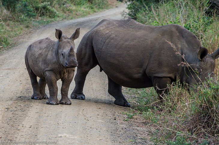 Беззащитные гиганты Беззащитные гиганты