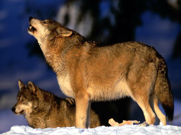 Волк в дикой природе. Продолжительность жизни волков