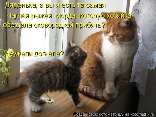 Ночная котоматрица (12 шт)