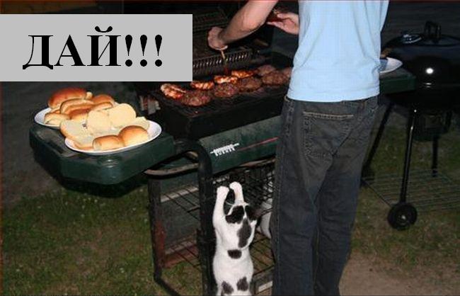 Котоматрица. Мысли вслух :) Котоматрица. Мысли вслух :)