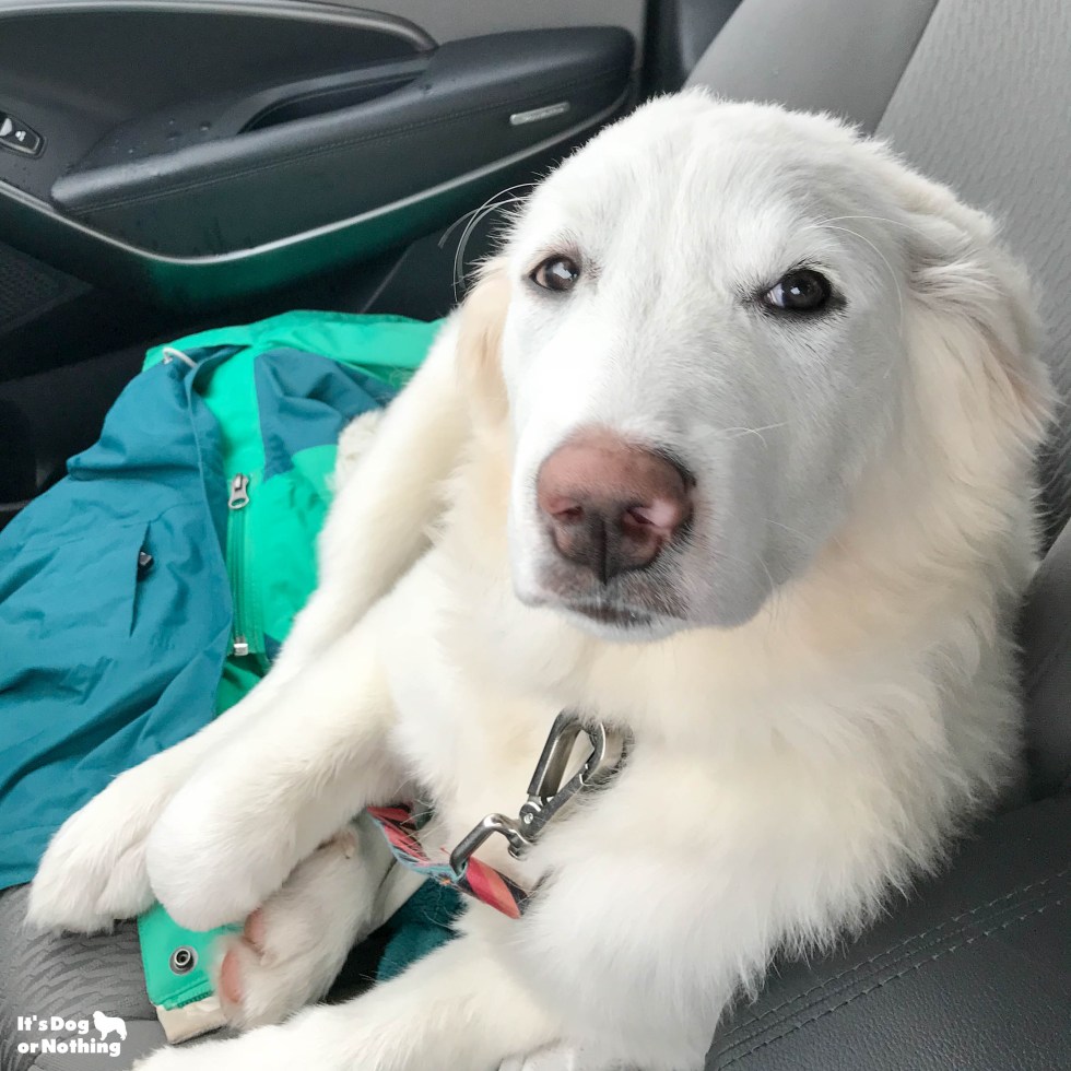 Kiska, our Great Pyrenees puppy, is 5 months olds now! Keep checking back to watch her grow.