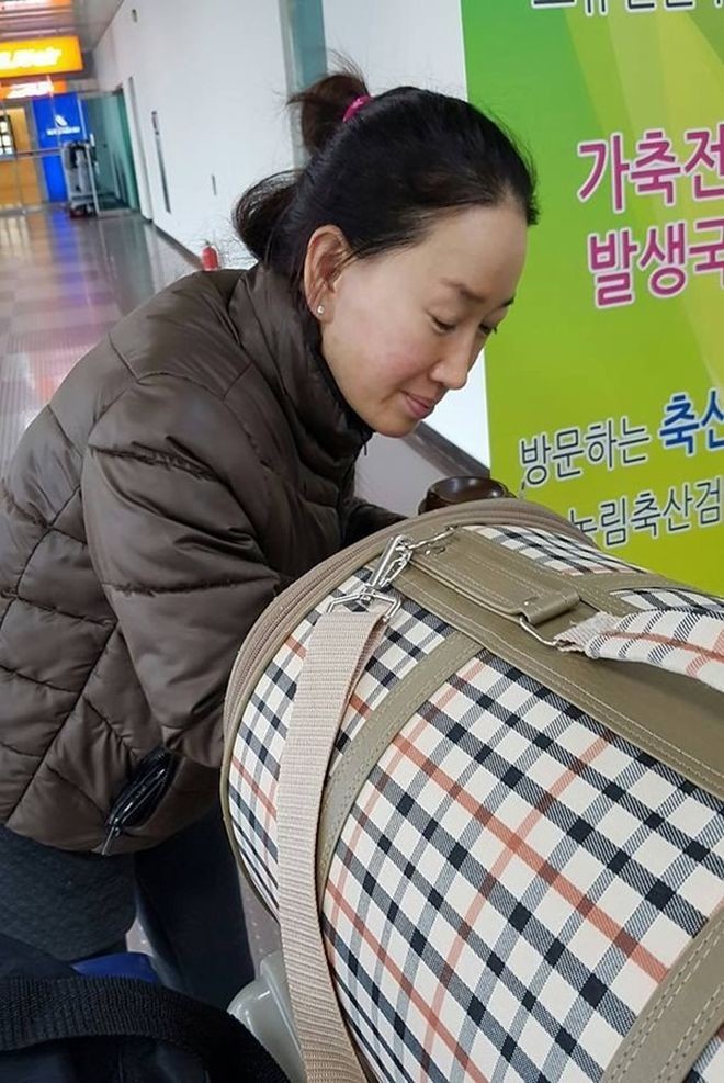 Котенок был так голоден, что ел грязь Free Korean Dogs, Дангджине, доброта, котёнок, спасение животных