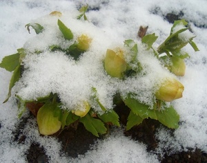 Морозник под снегом – цветение начинается очень рано