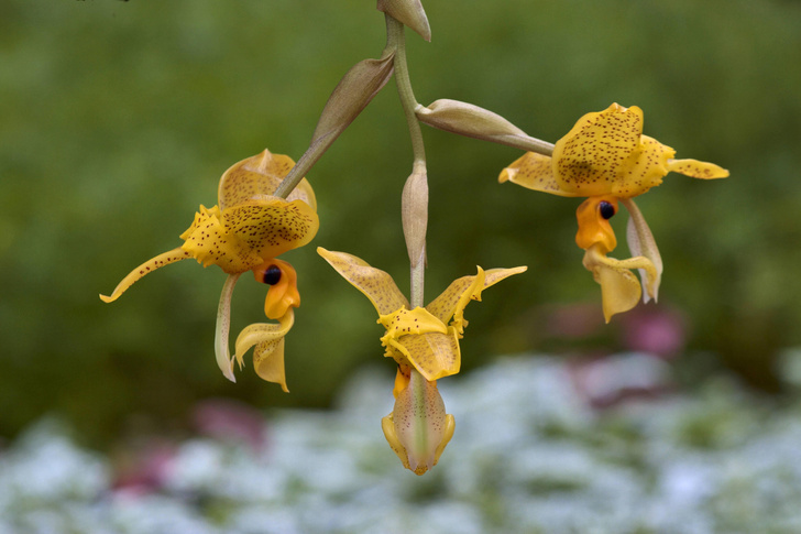 Чарующий обман: 4 трюка, c помощью которых орхидеи привлекают насекомых орхидея, цветки, опылителей, орхидеи, которые, стангопеи, самок, нектара, трутней, запахом, чтобы, привлекают, нектар, выделяют, ловушку, лесах, шмель, несуществующий, Stanhopea, Варда