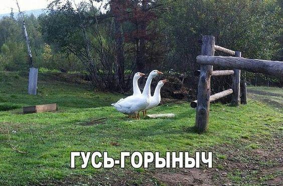 Юмор, который сделает эту зиму ярче Юмор, который сделает эту зиму ярче