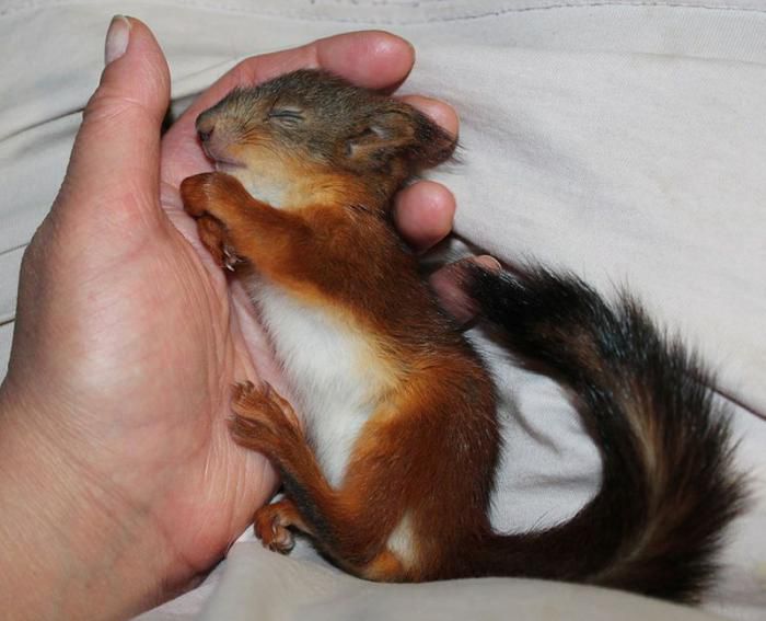 Животные, белка, позитив