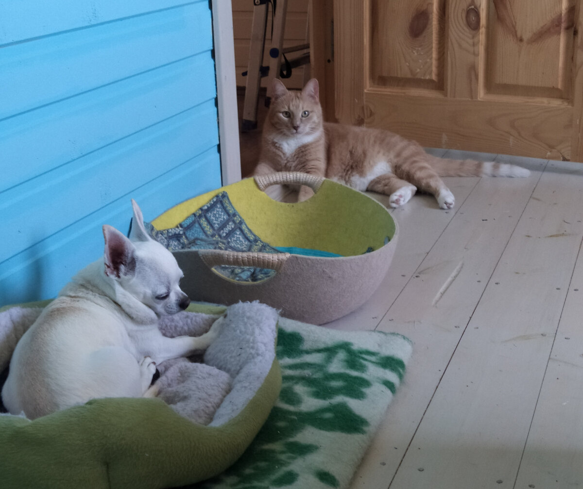 Рекс и его друг кот Тиша