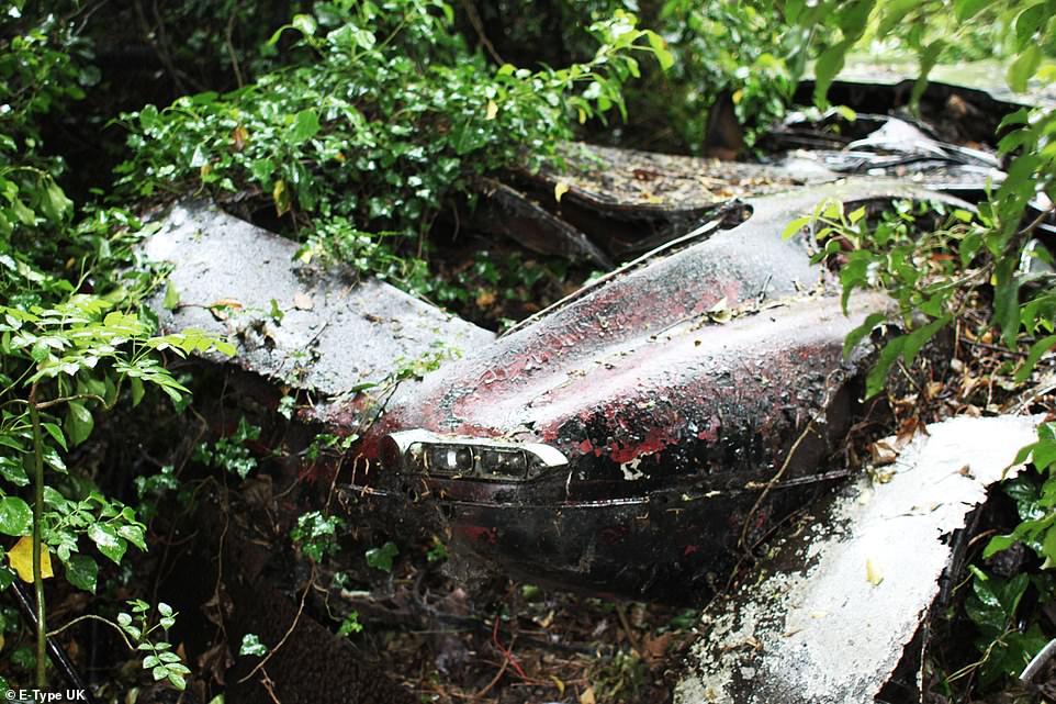 Возрождение винтажного Jaguar, который 30 лет гнил в зарослях jaguar,авто и мото,реставрация