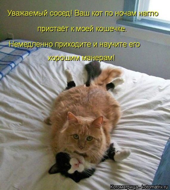Самые смешные котоматрицы за прошедшую неделю