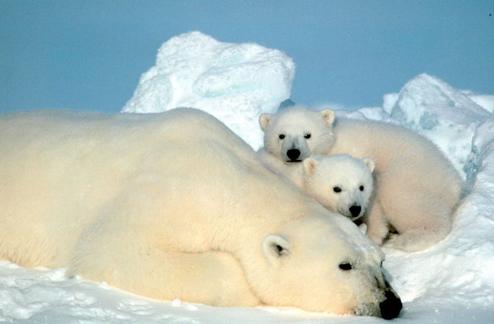 Холодные фотографии Северного полюса сияние, можно, Северный, которая, полюс, которые, считается, сделанные, Арктики, холодом, млекопитающие, льдом, Гренландии, период, Арктике, холод, Северного, упряжках7, Шпицберген, нефти