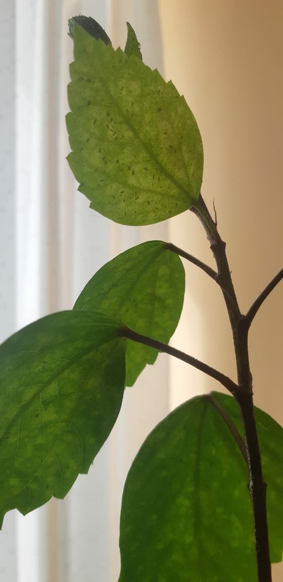 Авторское фото. Видна белокрылка  на  листочках. 