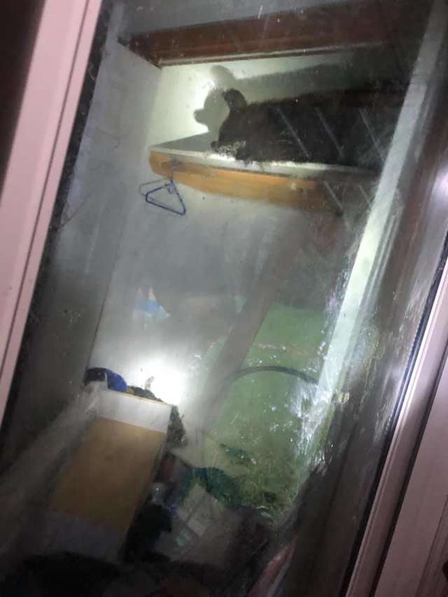 медведь в шкафу