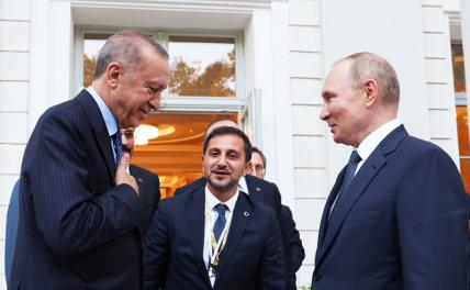 «Зерновая сделка»: Эрдоган привезет в Сочи секретное предложение для Путина? геополитика