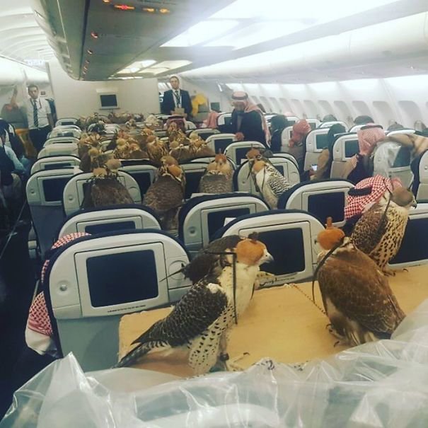 29. Принц Саудовской Аравии выкупил 80 мест в самолете для своих ястребов борт, животные, пассажир, перелет, полет, самолет, фото