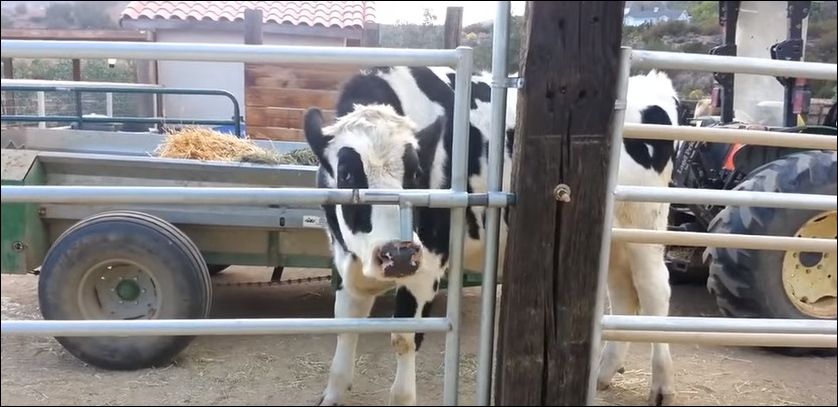 http://www.prikol.ru/wp-content/uploads/2016/02/cow-1.jpg