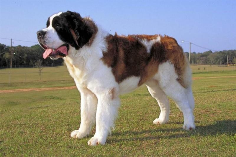 Самые популярные животные-киноактеры Самые популярные животные-киноактеры