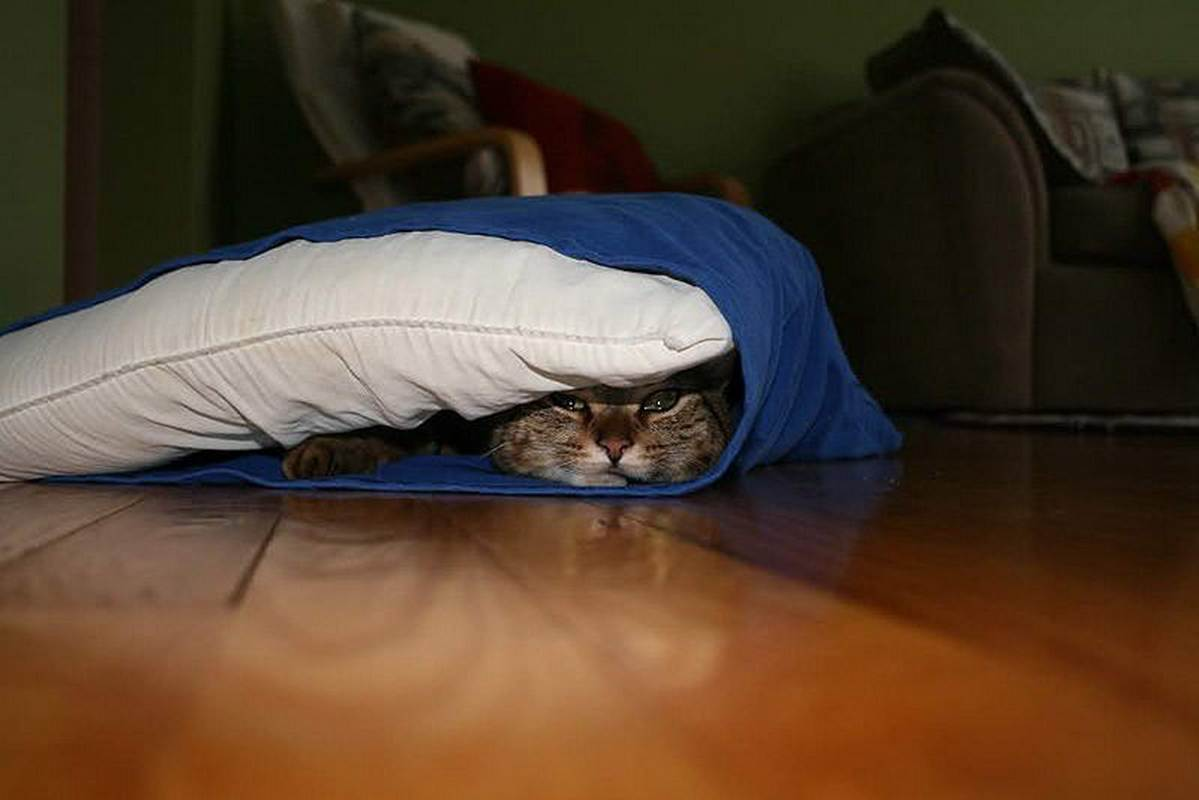 Коты играют в прятки. Котенок спрятался. Под диваном. Кот прячется. Котик под диваном.