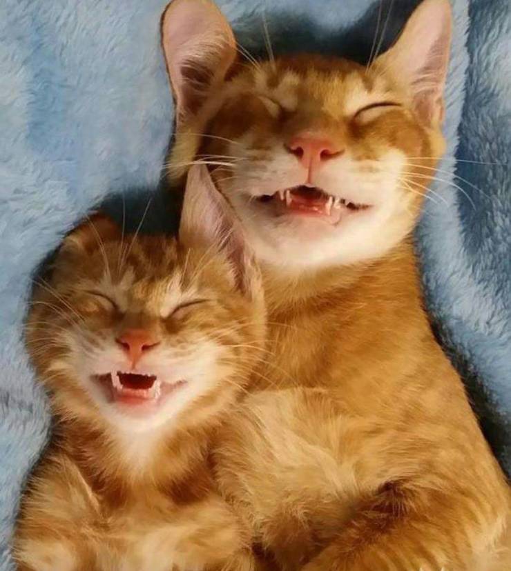 Подборка картинок. Вечерний выпуск Подборка картинок. Вечерний выпуск приколы,смешные картинки,юмор