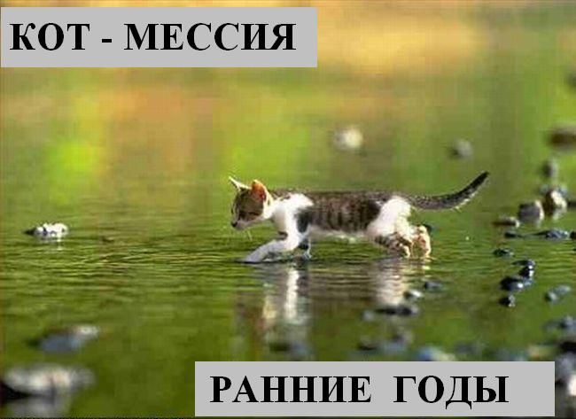 Котоматрица.  Мысли вслух :)