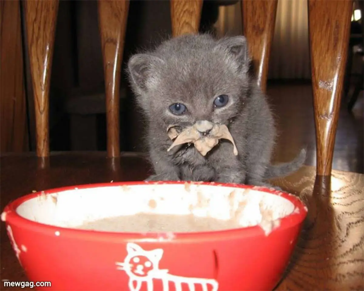 Кот испачкался в еде