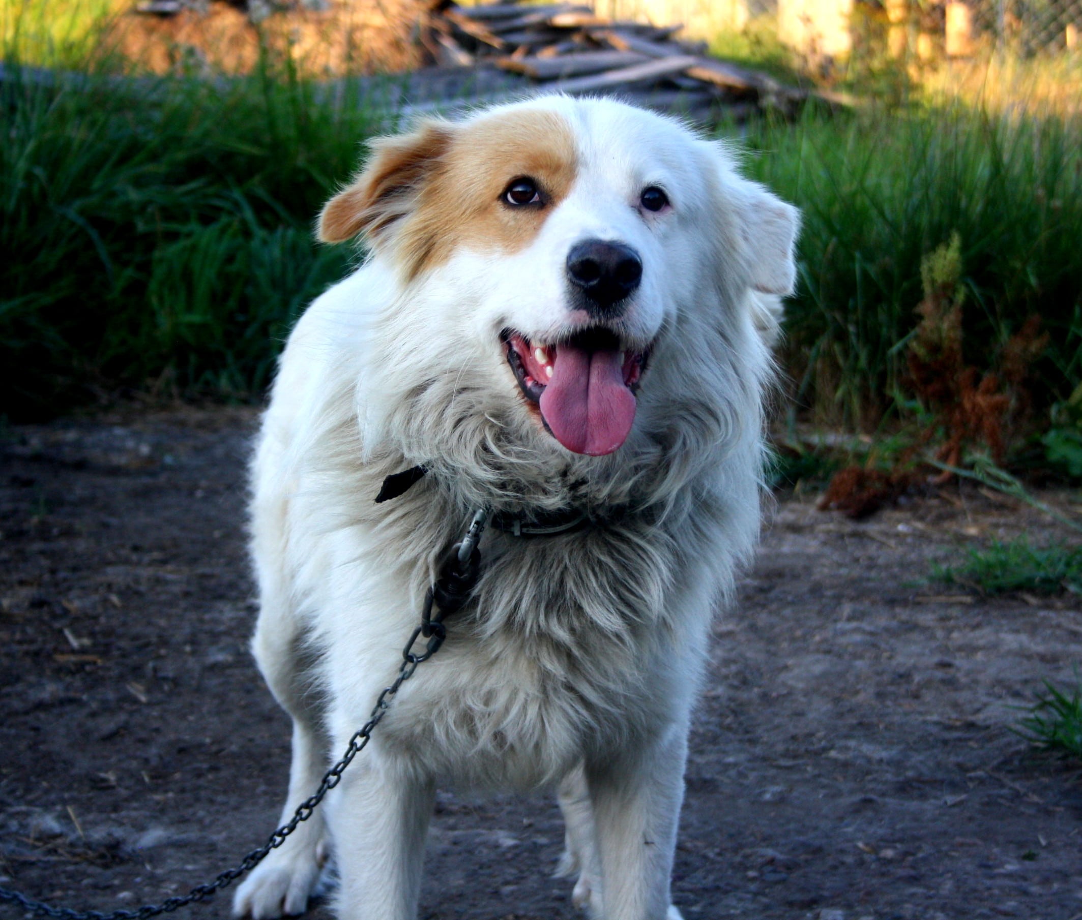 собака на прогулке