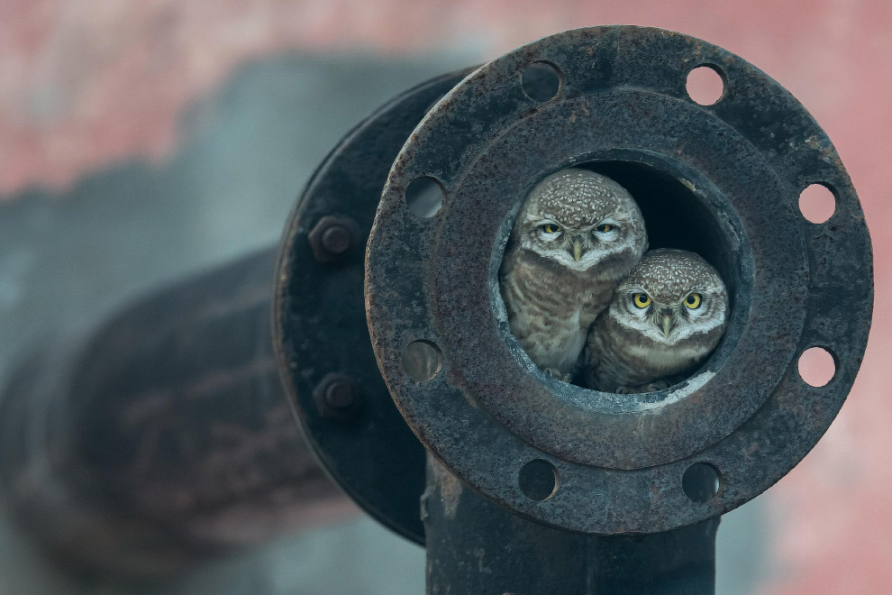 Лучшие фотографии дикой природы Wildlife Photographer of the Year 2018