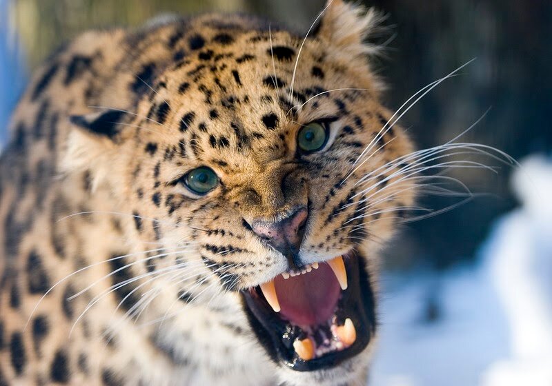Дальневосточный леопард © Tom Svensson / Nordens Ark 