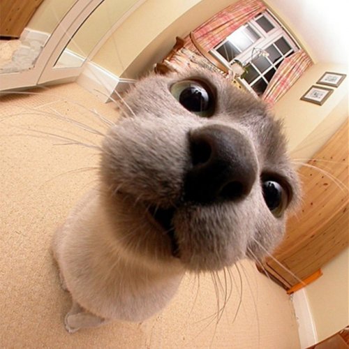 Смешные любопытные кошки, попавшие в объектив фотокамеры Смешные любопытные кошки, попавшие в объектив фотокамеры