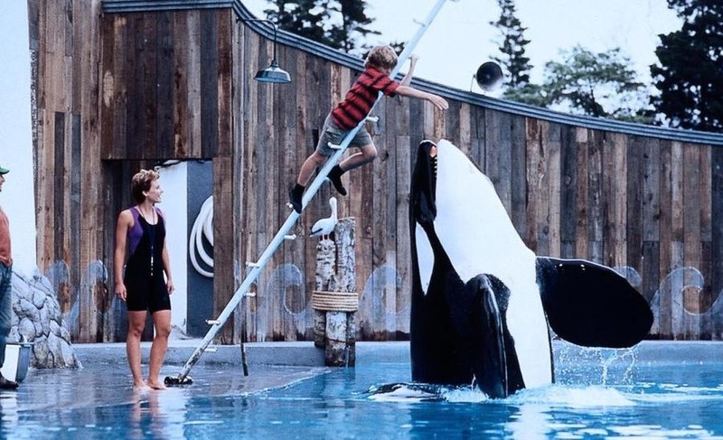 Самые популярные животные-киноактеры Самые популярные животные-киноактеры