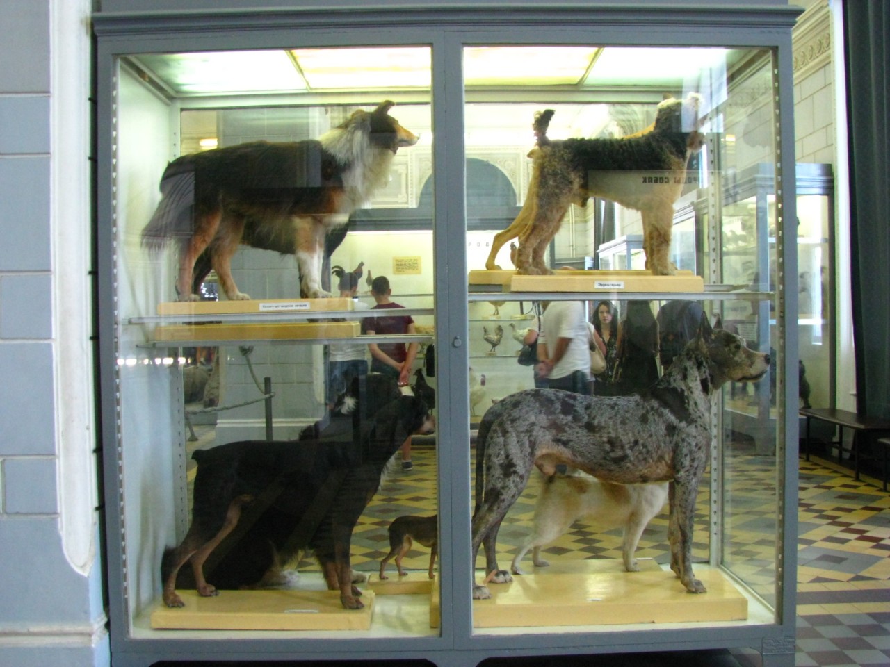 зоологическим музей питер