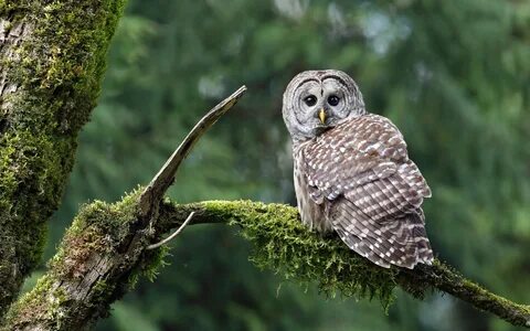 Owl Wallpapers Best Wallpapers.