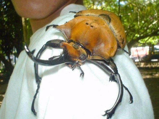 Огромнейшие жуки нашей планеты, которые напугают кого угодно животные,жуки,интересное,насекомые
