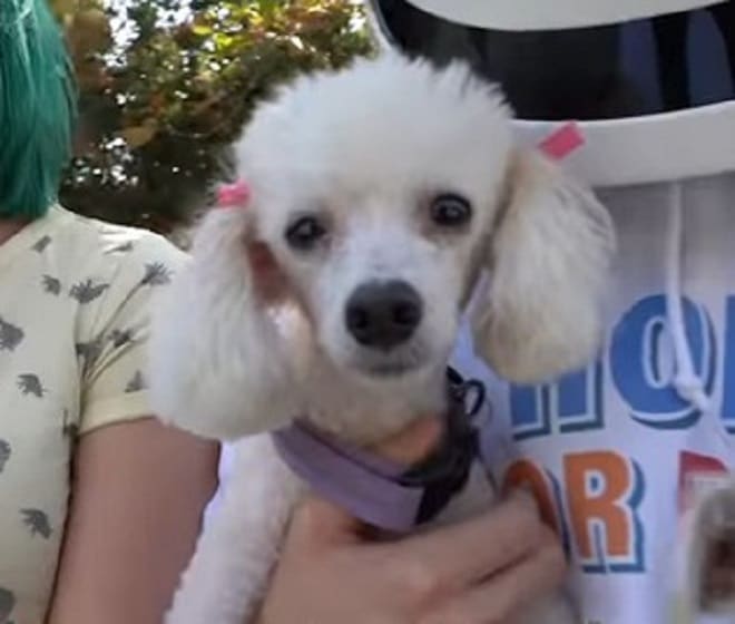 Маленький испачканный пудель долго лежал на дороге. Он не мог подняться! Маленький испачканный пудель долго лежал на дороге. Он не мог подняться! истории из жизни