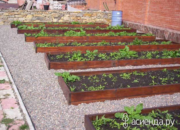 Оригинальные советы огороднику. Часть 2 Оригинальные советы огороднику. Часть 2 советы