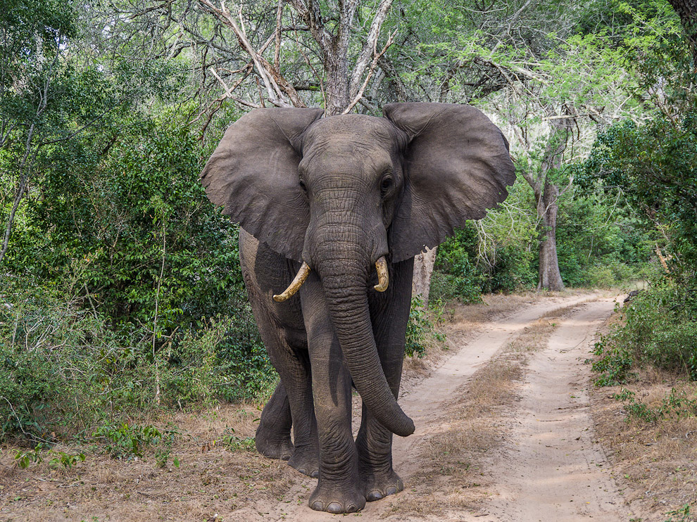 Беззащитные гиганты Беззащитные гиганты