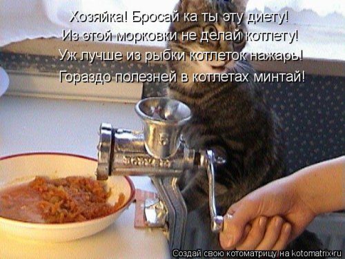 Самые прикольные котоматрицы за прошедшую неделю 