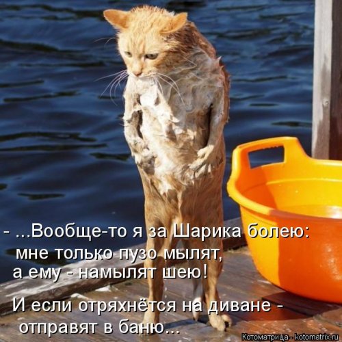 Лучшая котоматрица недели Лучшая котоматрица недели позитив,смешные картинки,юмор