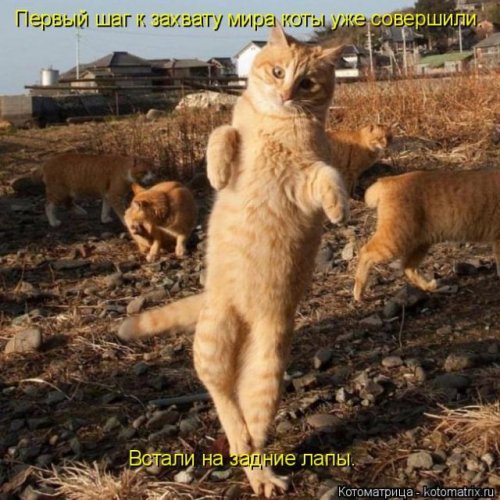 Новая котоматрица (36 фото)