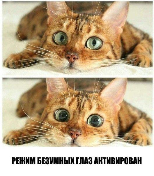 Классные и зачетные надписи к картинкам и фото приколам из нашей жизни Классные и зачетные надписи к картинкам и фото приколам из нашей жизни картинки с надписями,красивые фотографии,прикольные картинки,смешные комментарии
