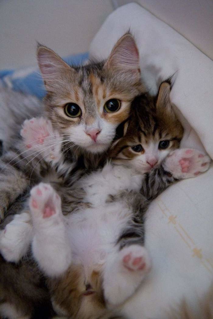Счастливые мамаши котята, кошки, позитив, фотографии