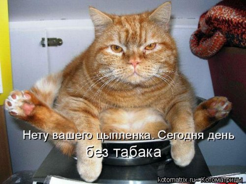 Лучшая котоматрица недели Лучшая котоматрица недели позитив,смешные картинки,юмор