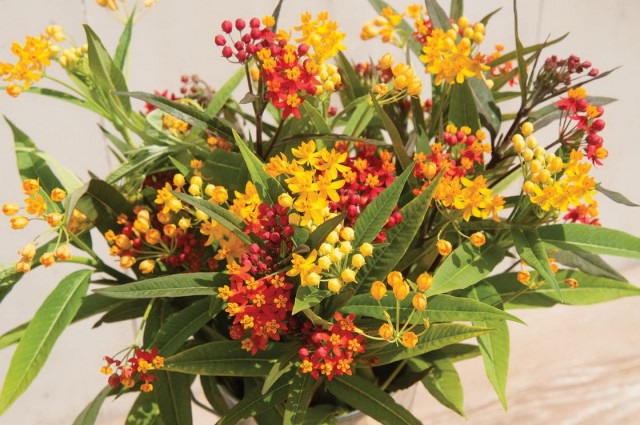 Ваточник кюрасавский, или асклепиас кюрасавский (Asclepias curassavica)