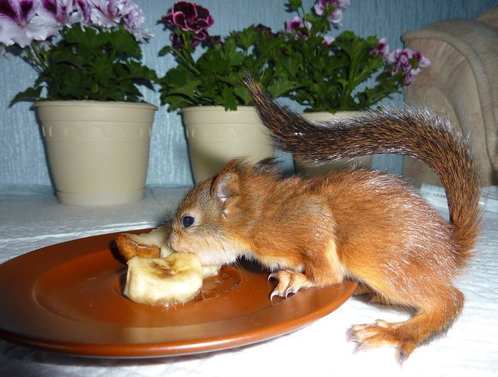 Животные, белка, позитив