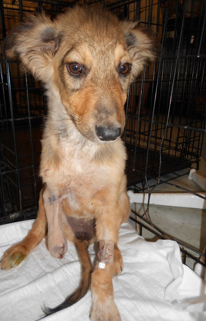 больной щенок