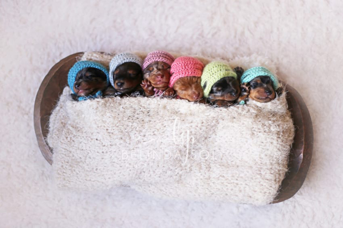 Гордая мама шестерых: фотосессия беременной таксы и новорожденных щенят
