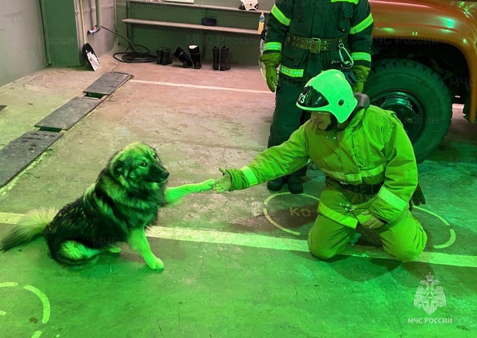 Тверские пожарные рассказали о спасенном псе, который стал им настоящим другом