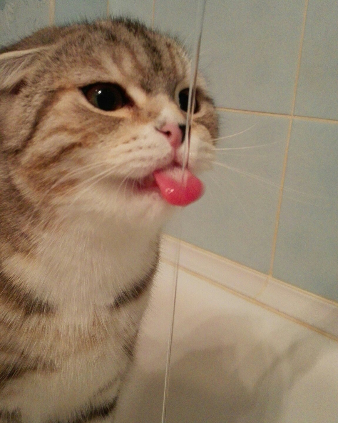 кошка пьет воду