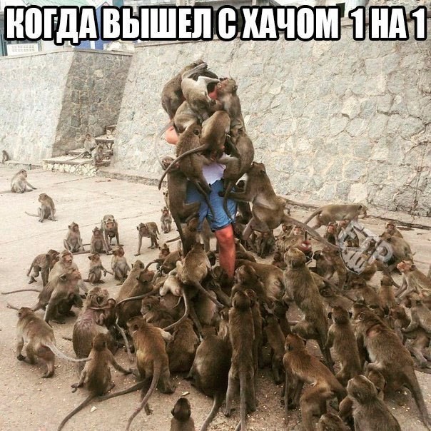 Смешные картинки с надписями прикол, юмор